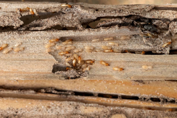 Spider Control Near Me in Weston, OH