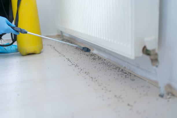 Best Flea Control Services  in Weston, OH